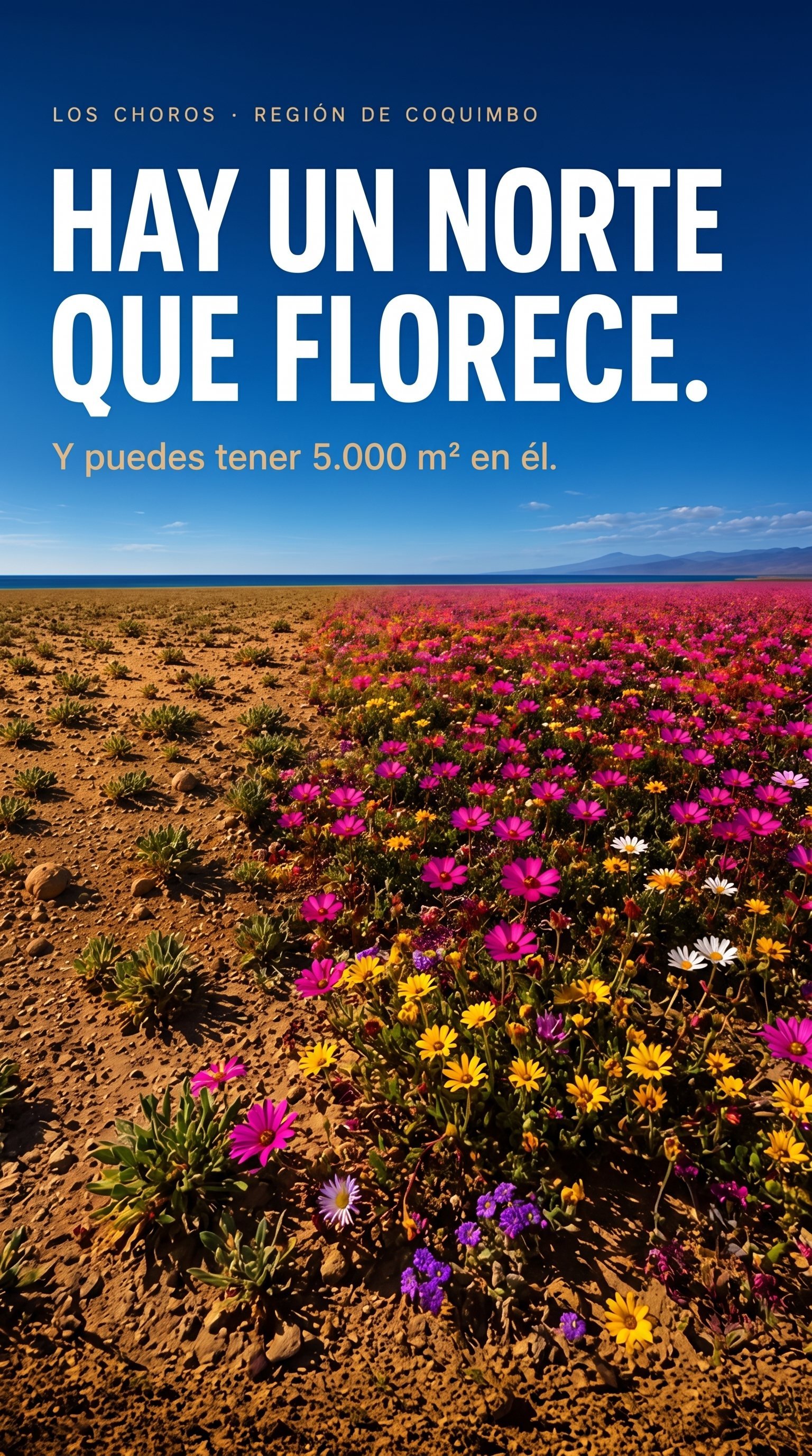 Desierto florido con vista al mar cerca de Los Choros, con el mensaje: hay un norte que florece